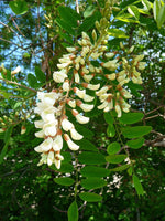 3 Graines Robinia pseudoacacia, Robinier Faux Acacia, Robinier, Acacia