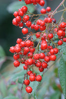 5 Graines Bambou sacré, Bambou céleste, Bambou merveilleux, Nandina domestica, Bambou de la Félicité, Nandine domestique