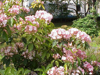 25 Graines Kalmia latifolia, Laurier des montagnes, Laurier d'Amérique, Kalmie