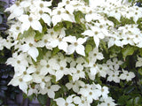 Graines Cornouiller de Chine, Cornus Kousa Chinensis