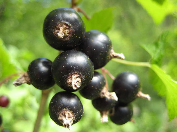 10 Graines de Cassissier, Ribes nigrum, Groseillier noir, Gadellier noir, Cassis