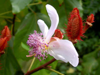 7 Graines Bixa orellana, Roucou, Arbre Rouge à Lèvres, Urucum