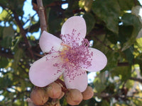 3 Graines Bixa orellana, Roucou, Arbre Rouge à Lèvres, Urucum