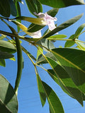 3 Graines Tabebuia Rosea, Lapacho, Tabebuia Rose, Maquilíshuat