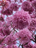 3 Graines Tabebuia Rosea, Lapacho, Tabebuia Rose, Maquilíshuat