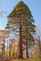 7 Graines Séquoiadendron Giganteum, Séquoia géant