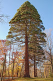 10 Graines Séquoiadendron Giganteum, Séquoia géant