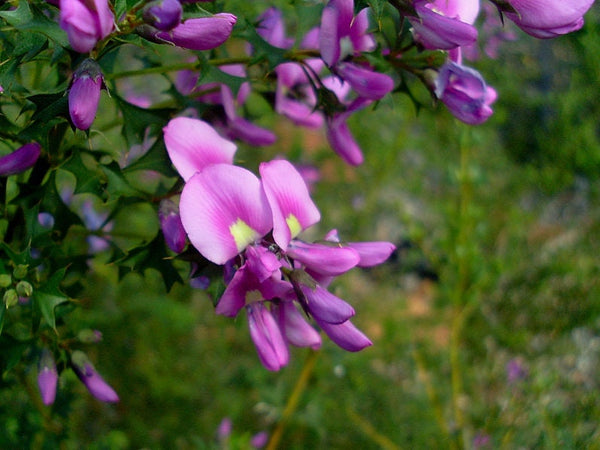 10 Graines Mirbelia Dilatata