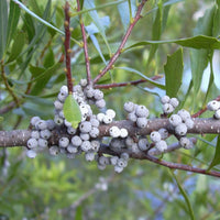 10 Graines de Morella Cerifera, Arbre à Suif, Cirier, Arbre à Cire