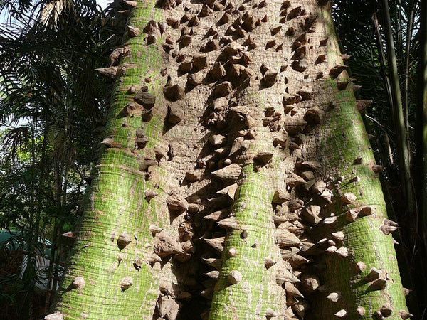 5 Graines Ceiba pentandra, Fromager, Fwomajyé, mapou wouj, Kapokier, Arbre à kapok