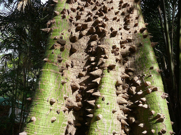 20 Graines Ceiba pentandra, Fromager, Fwomajyé, mapou wouj, Kapokier, Arbre à kapok