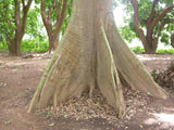 7 Graines Ceiba pentandra, Fromager, Fwomajyé, mapou wouj, Kapokier, Arbre à kapok