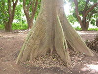 40 Graines Ceiba pentandra, Fromager, Fwomajyé, mapou wouj, Kapokier, Arbre à kapok