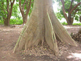 5 Graines Ceiba pentandra, Fromager, Fwomajyé, mapou wouj, Kapokier, Arbre à kapok