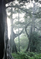 30 Graines Ceiba pentandra, Fromager, Fwomajyé, mapou wouj, Kapokier, Arbre à kapok