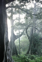 20 Graines Ceiba pentandra, Fromager, Fwomajyé, mapou wouj, Kapokier, Arbre à kapok