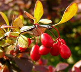 10 Graines Berberis thunbergii, Berberis thunbergii Atropurpureum, Epine Vinette de Thunberg, Epine Vinette du Japon