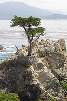 7 Graines de Cyprès de Lambert, Cupressus Macrocarpa, Cyprès de Monterey