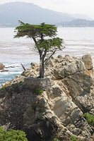 10 Graines de Cyprès de Lambert, Cupressus Macrocarpa, Cyprès de Monterey