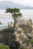 3 Graines de Cyprès de Lambert, Cupressus Macrocarpa, Cyprès de Monterey