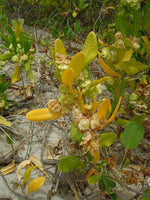 3 Graines Bois de reinette, Dodonaea viscosa, bois d'arnette, dodonée visqueuse