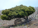 3 Graines Bois de reinette, Dodonaea viscosa, bois d'arnette, dodonée visqueuse