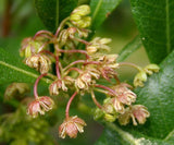 10 Graines Bois de reinette, Dodonaea viscosa, bois d'arnette, dodonée visqueuse