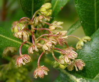 5 Graines Bois de reinette, Dodonaea viscosa, bois d'arnette, dodonée visqueuse