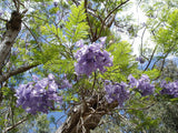 10 Graines de Flamboyant bleu, Jacaranda mimosifolia