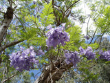 5 Graines de Flamboyant bleu, Jacaranda mimosifolia