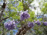 7 Graines de Flamboyant bleu, Jacaranda mimosifolia