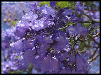 3 Graines de Flamboyant bleu, Jacaranda mimosifolia