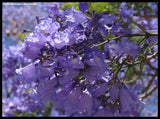 5 Graines de Flamboyant bleu, Jacaranda mimosifolia