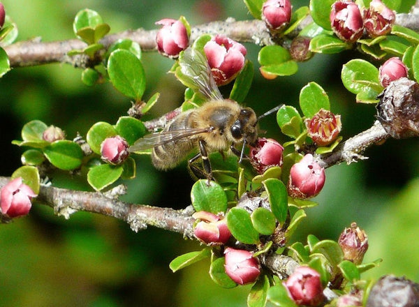 5 Graines Cotoneaster horizontalis, Cotonéaster Horizontal, Cotonéaster Rampant