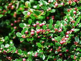 3 Graines Cotoneaster horizontalis, Cotonéaster Horizontal, Cotonéaster Rampant