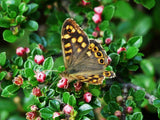 5 Graines Cotoneaster horizontalis, Cotonéaster Horizontal, Cotonéaster Rampant