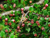 7 Graines Cotoneaster horizontalis, Cotonéaster Horizontal, Cotonéaster Rampant