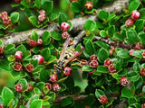 10 Graines Cotoneaster horizontalis, Cotonéaster Horizontal, Cotonéaster Rampant