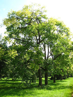 3 Graines d'Acajou de Chine, Toona sinensis, cédrèle de Chine, cèdrela de Chine, acajou de Chine