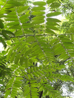 3 Graines d'Acajou de Chine, Toona sinensis, cédrèle de Chine, cèdrela de Chine, acajou de Chine