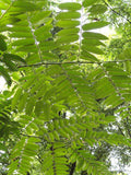 7 Graines d'Acajou de Chine, Toona sinensis, cédrèle de Chine, cèdrela de Chine, acajou de Chine