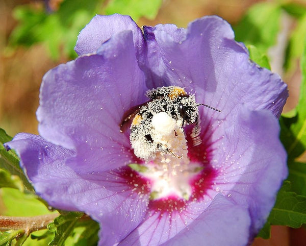 10 Graines Hibiscus syriacus, Hibiscus de Syrie, Hibiscus, Ketmie, Althéa