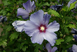 10 Graines Hibiscus syriacus, Hibiscus de Syrie, Hibiscus, Ketmie, Althéa