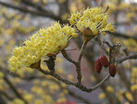 5 Graines de Cornouiller officinal, Cornus Officinalis, Cornouiller du Japon