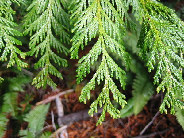 7 Graines Thuja plicata, Thuya géant, Cèdre rouge de l’Ouest, Thuya de Lobb