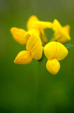 25 Graines Lotier corniculé, Lotus Corniculatus