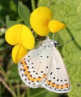 25 Graines Lotier corniculé, Lotus Corniculatus