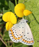 25 Graines Lotier corniculé, Lotus Corniculatus