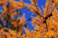 7 Graines Larix decidua, Mélèze d'Europe, Mélèze Commun, Pin de Briançon