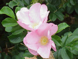 10 Graines Rosa Rugosa Rose, Rosier Rugosa, Rosier Japonais, Rosier Rugueux Rose, Rosier du Japon